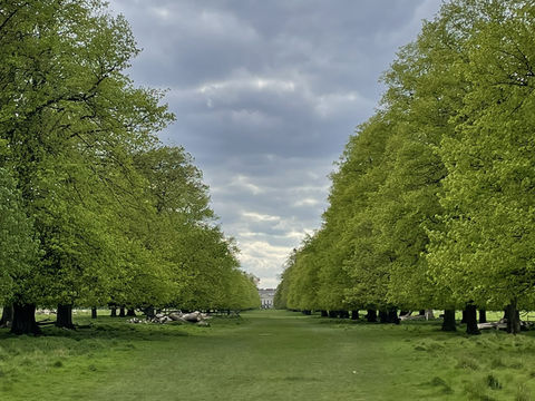 Kingston🇬🇧Nature Fix: A Royal Retreat at Home Park 🦌