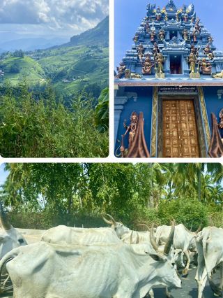 Art and Café Hopping