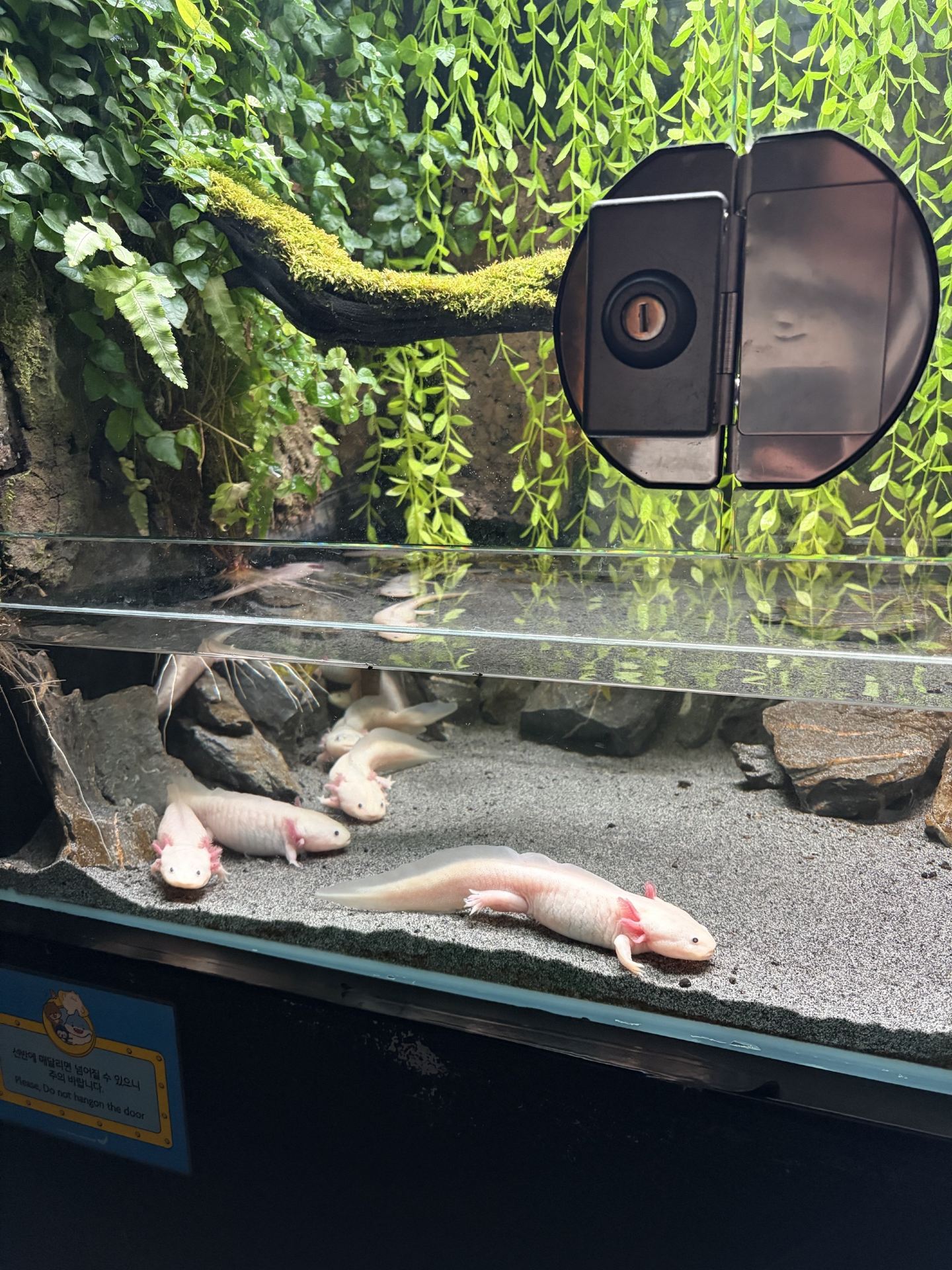 Penguins & Beluga Wonders at Lotte World Aquarium: A Compact Adventure