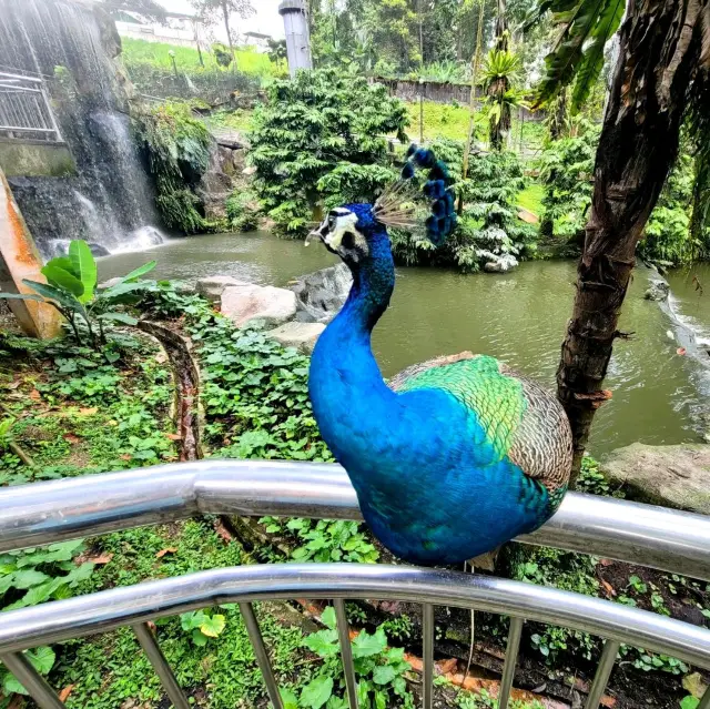 🌟 Kuala Lumpur Bird Park: A Flight of Wonder 🌟