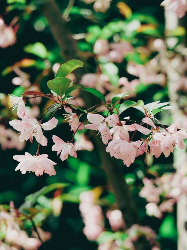 Springtime Nature in Shanghai🇨🇳♥️