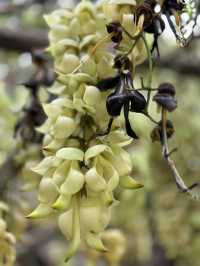 Hong Kong Flower Appreciation | Rare Sparrow Flower Waterfall Appears on the Yuan Tsuen Ancient Trail