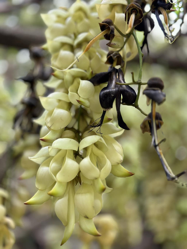Hong Kong Flower Appreciation | Rare Sparrow Flower Waterfall Appears on the Yuan Tsuen Ancient Trail