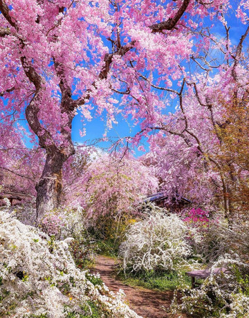 花景色 1mi0z12000boqnz65F4A8_Q90.jpg?