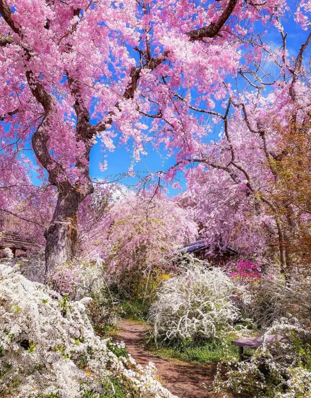 Recommended cherry blossom viewing spots among the scenic spots 🌸