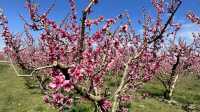 Stroll through Aitona, the flower town of Lleida province in Spain.