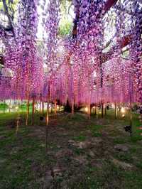 One of Japan's famous flower viewing spots | Ashikaga Flower Park