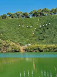 In the West Lake district, there are mountains ⛰️, water 💦, and tea fields 🍃 hidden within.