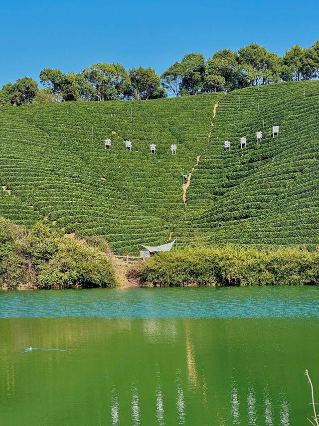 In the West Lake district, there are mountains ⛰️, water 💦, and tea fields 🍃 hidden within.