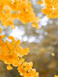 在成都快來超出片公園