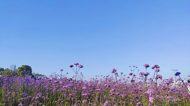 深圳灣公園薰衣草花海 |  出片絕絕子