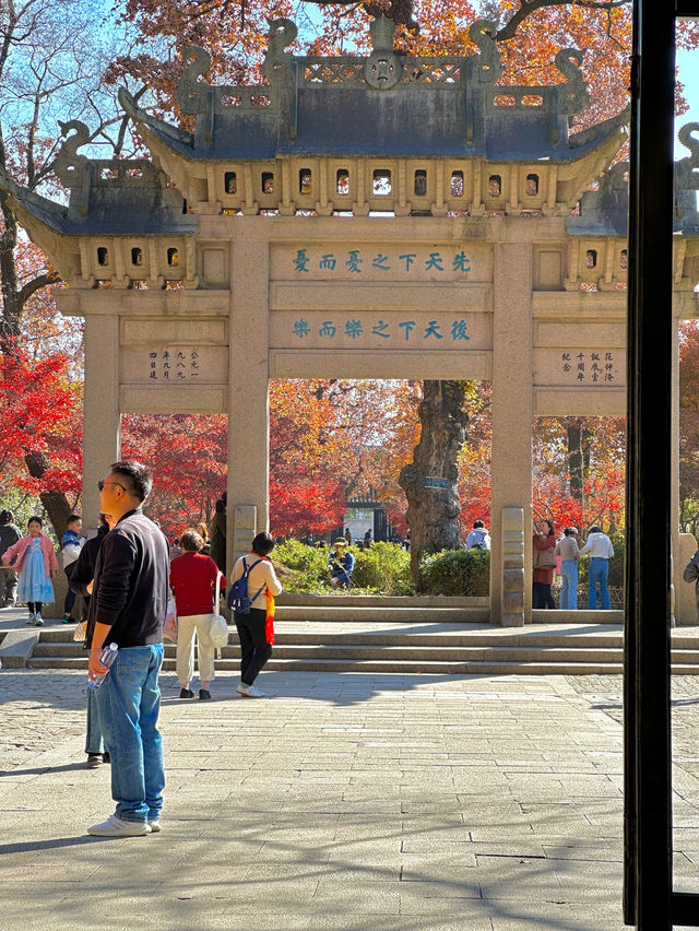 接下來的蘇州天花板｜只剩下這幾顆紅楓樹