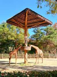 上海野生動物園一日遊超詳細攻略，碼
