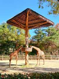 上海野生動物園一日遊超詳細攻略，碼