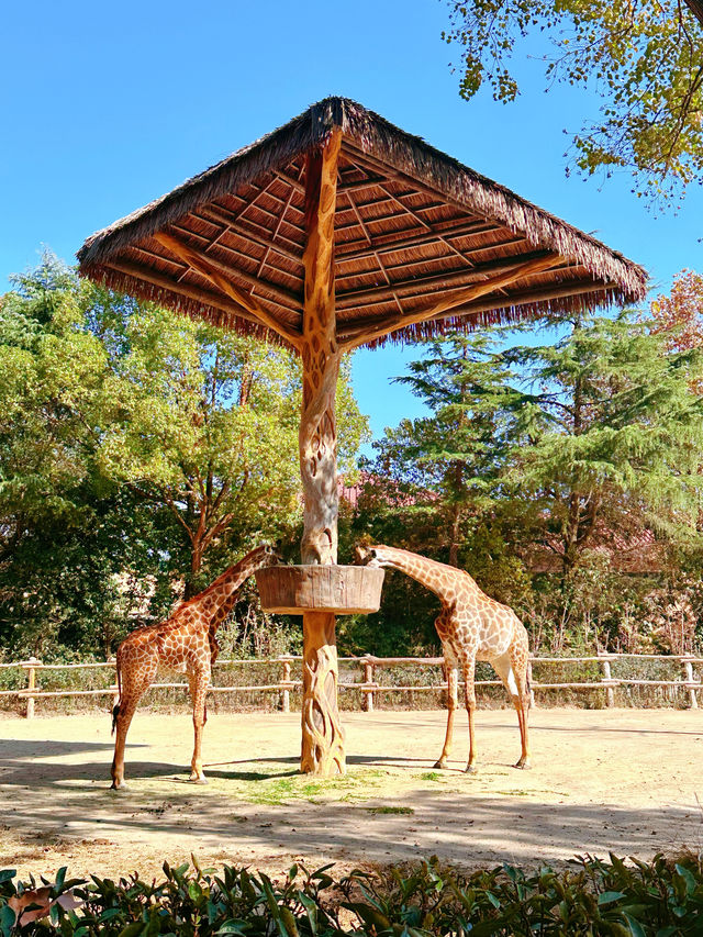 上海野生動物園一日遊超詳細攻略，碼