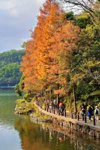 深圳拍照 新年去仙湖植物園看一次落羽杉吧