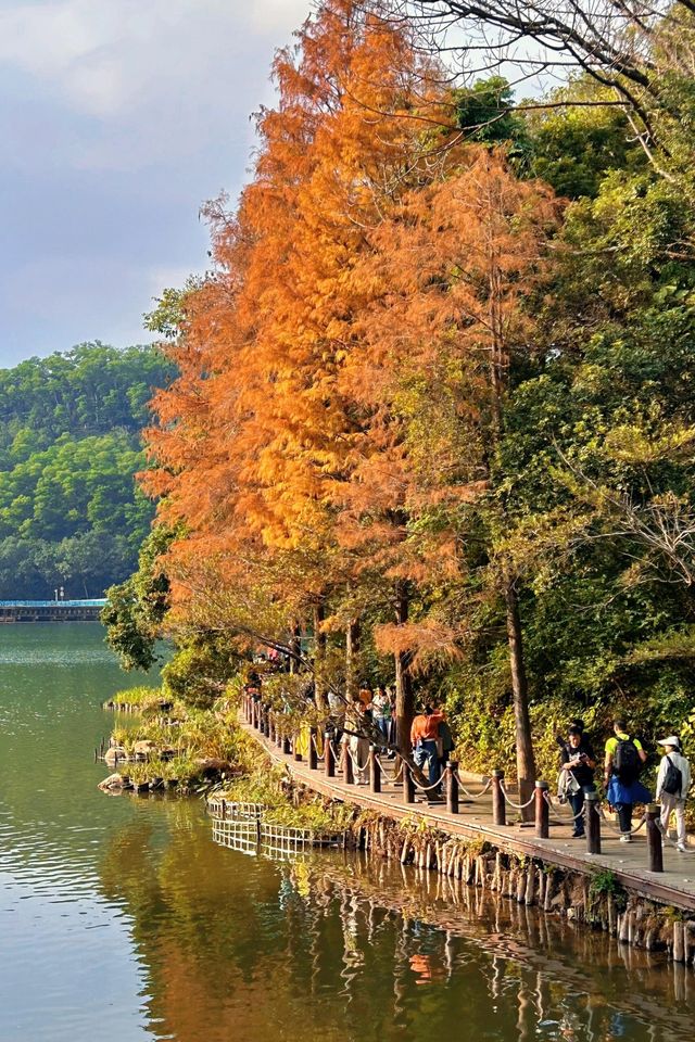 深圳拍照 新年去仙湖植物園看一次落羽杉吧 深圳拍照 新年去仙湖植物園看一次落羽杉吧