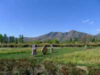 邛海之濱·最美花園——吉祥花雕園