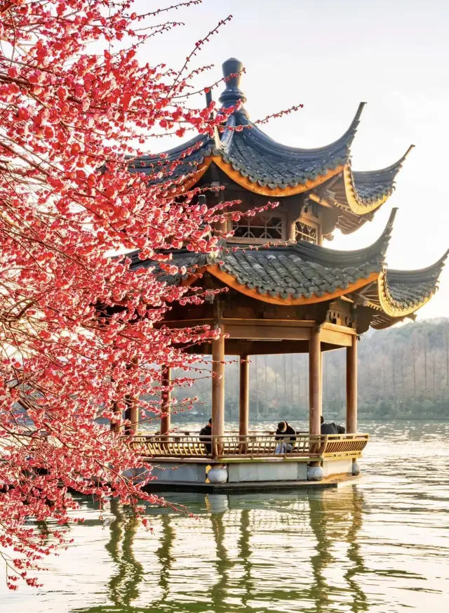 The plum blossoms in Hangzhou are blooming in 2024, don't miss it