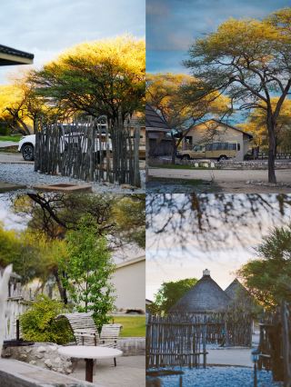 สิ่งที่คุณต้องรู้เมื่อเดินทางไปอุทยานแห่งชาติ Etosha ในนามิเบีย!