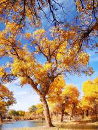 內蒙古額濟納旗胡楊林丨秋日最美視覺盛宴，沙漠英雄樹丨頑強意志