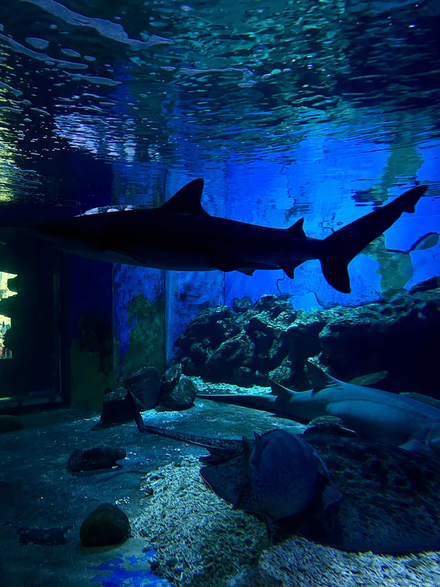 我真的沒想到！大連極地這麼好拍！！！