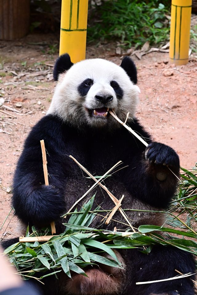 廣州長隆野生動物園——動物攝影的天堂