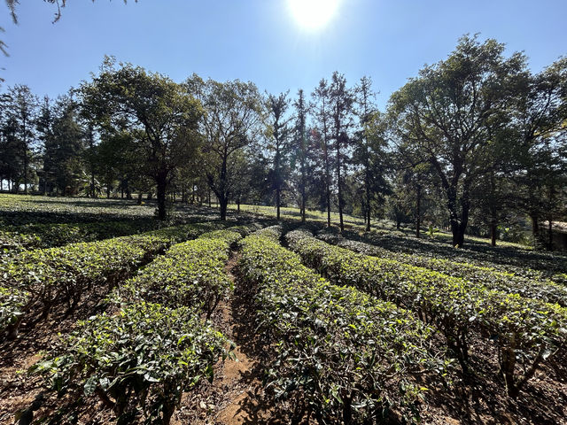 勐海｜普洱茶的故鄉，茶馬古道從這裡開始