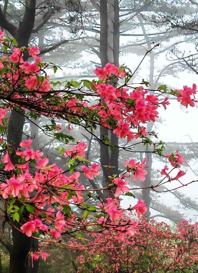 人間四月天，被這座杜鵑山承包了