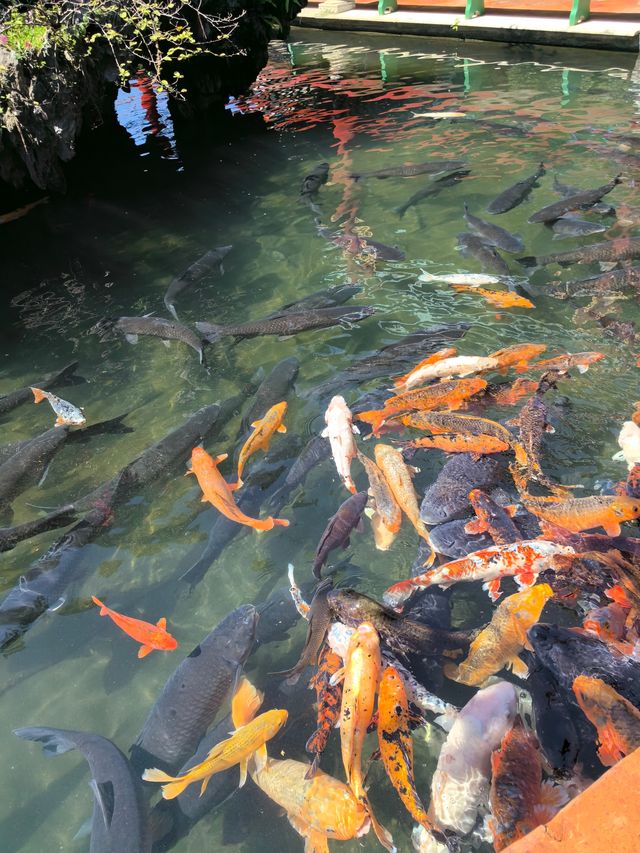 漢風古韻櫻花節：寶墨園/南粤苑的雙園聯遊