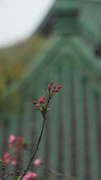 知道嗎？鴻恩寺公園的垂絲海棠開啦！