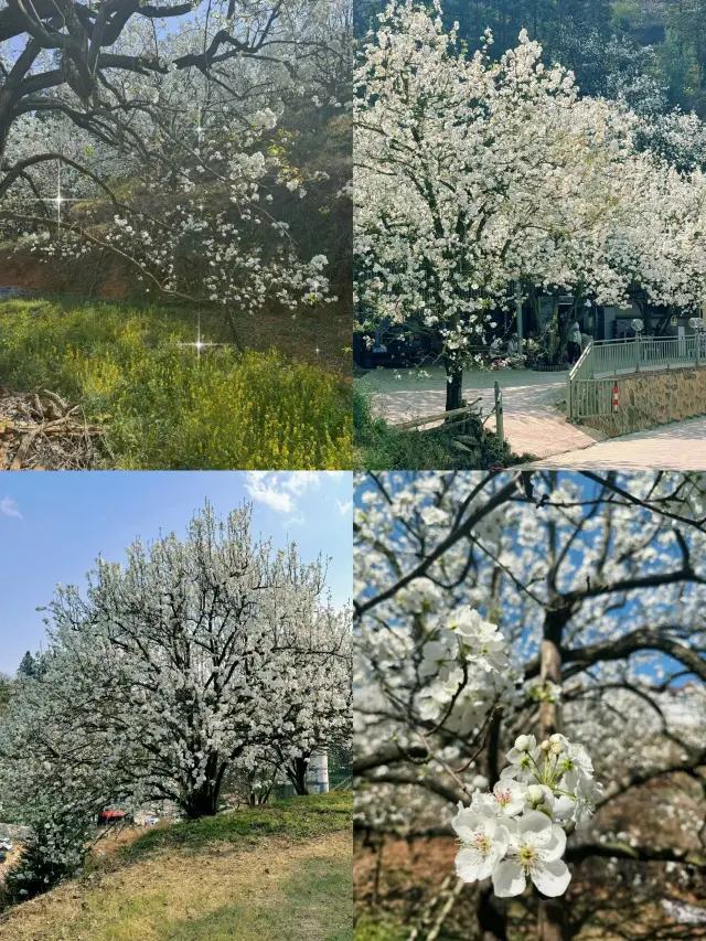 A grand spring at Jiaji Zhaicun!