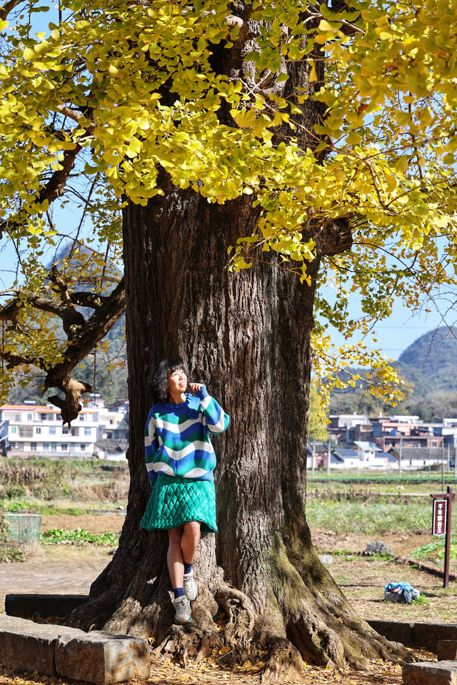 滿村盡是黃金甲