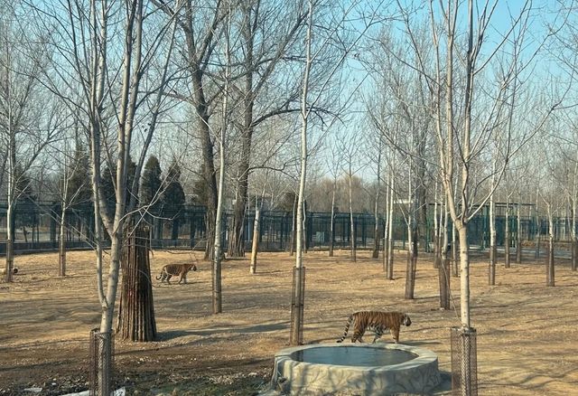 第一次來秦皇島野生動物園看這篇就夠了