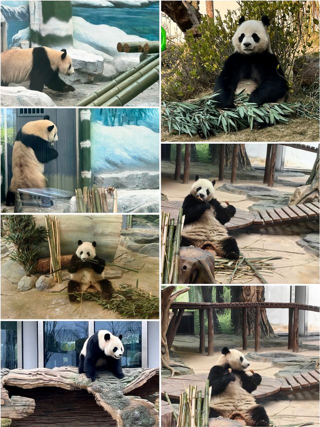 周邊遊¦岳陽中華大熊貓苑，來一起去看大熊貓吧！