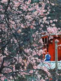 春日限定|梨花桃花開了，咱可以出發咯