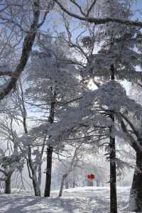 與雪來了一場浪漫的邂逅～｜幸福地在雪裡打滾