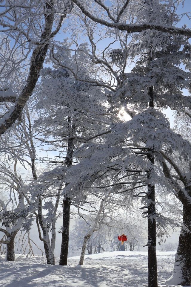 與雪來了一場浪漫的邂逅～｜幸福地在雪裡打滾