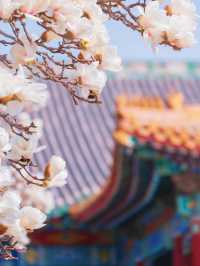 緊鄰故宮的小眾寺廟，人少景美的賞花勝地