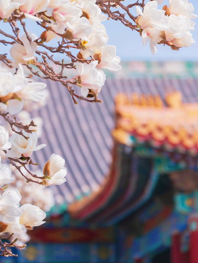 緊鄰故宮的小眾寺廟，人少景美的賞花勝地