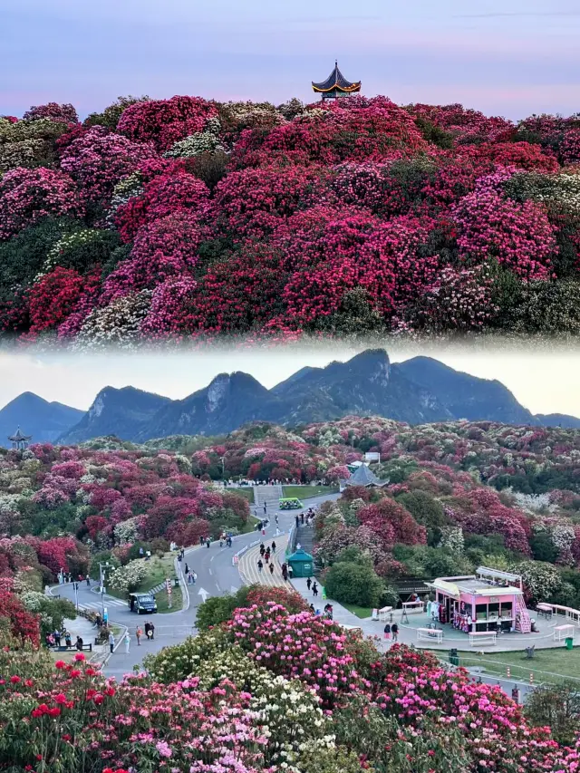 「ナショナル ジオグラフィック」が私を騙していなかった！貴州省の五彩斑斓（ごさいはんらん）の百里杜鹃（ひゃくりとけん）の花が再び華やかな景色を現す