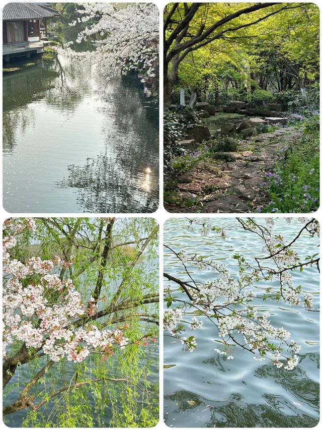 來杭州7年，最喜歡的西湖一日春遊路線