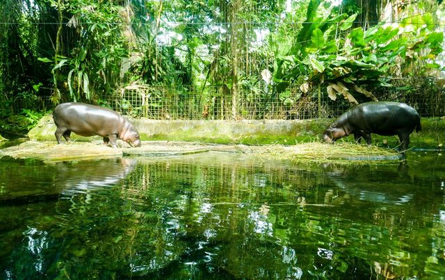 新加坡動物園：探索奇幻動物世界的絕佳勝地！