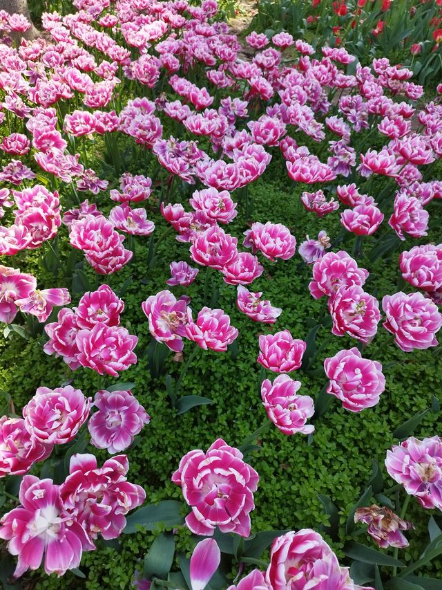 福州沙灘公園賞花行