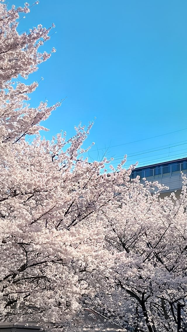 上海魯迅公園的櫻花池裡的春和景明