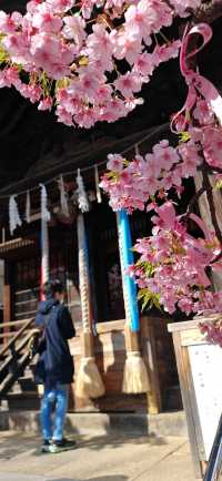 【戀戀櫻花季】再訪櫻神宮，晴天的櫻花更清媚～