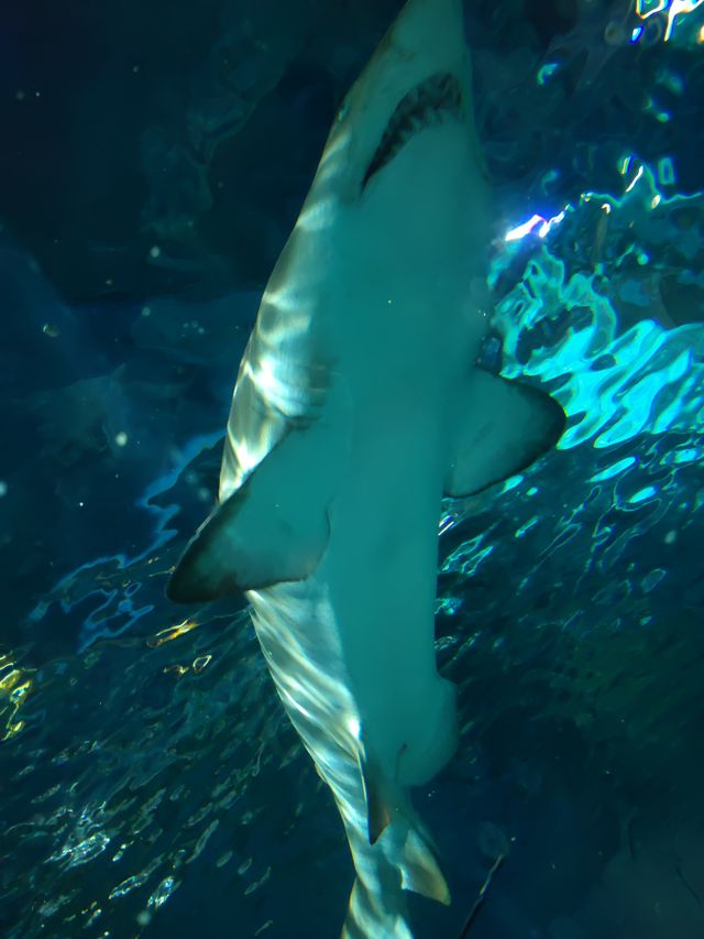 上海海洋水族館