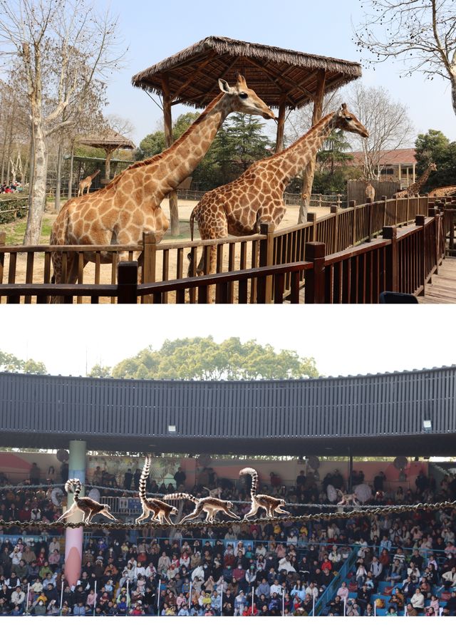 遛娃的好地方-上海野生動物園