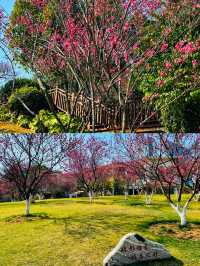 長沙｜小眾賞花踏青遊玩攻略—沙灣公園