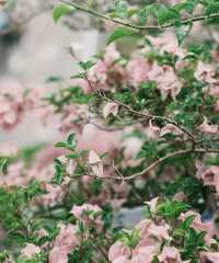 深圳「小花園」可以讓你出大片哦